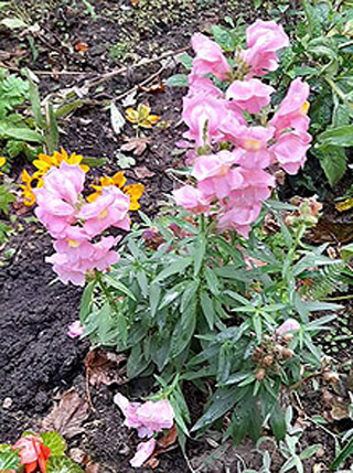 photo of an Antirrhinum plant, with bright pink flowers