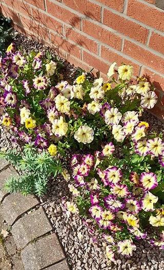 photo of some Petunia plants, variety Moonstruck, with their bright, variegated flowers