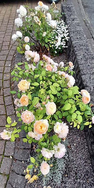 Three David Austin shrub roses