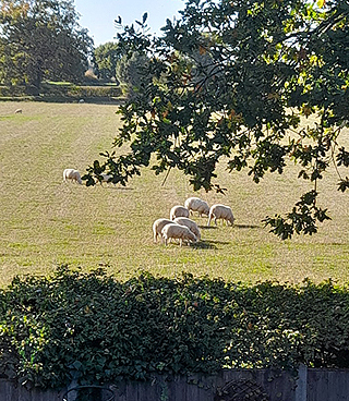 sheep grazing in a field